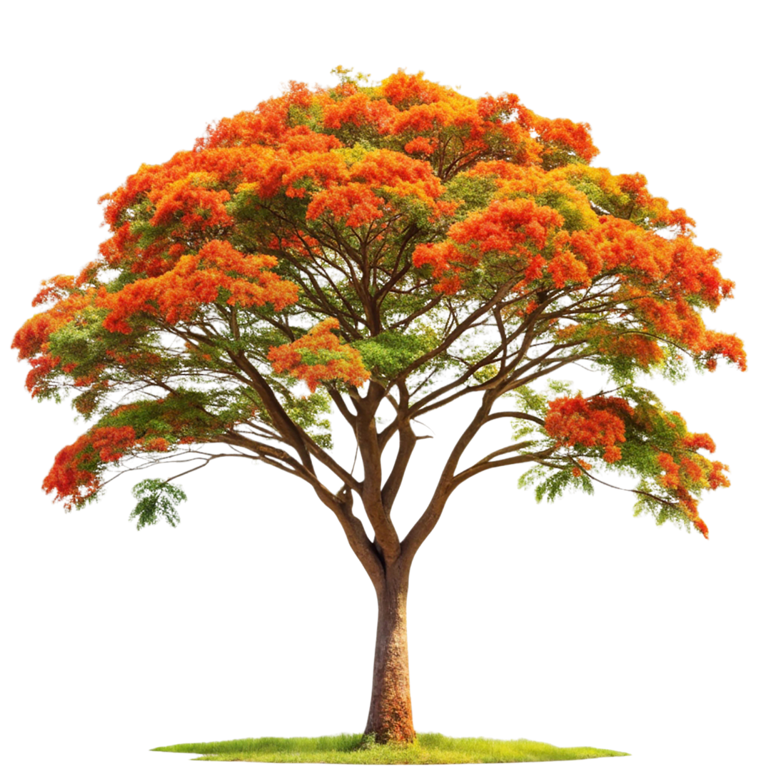 Delonix Regia